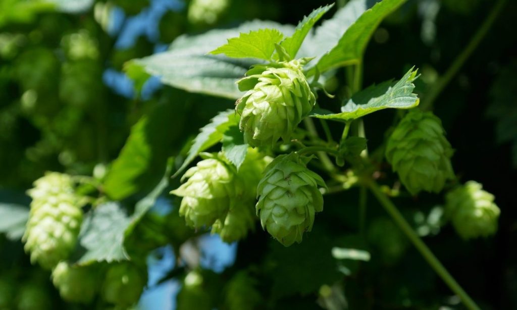 beer jobs